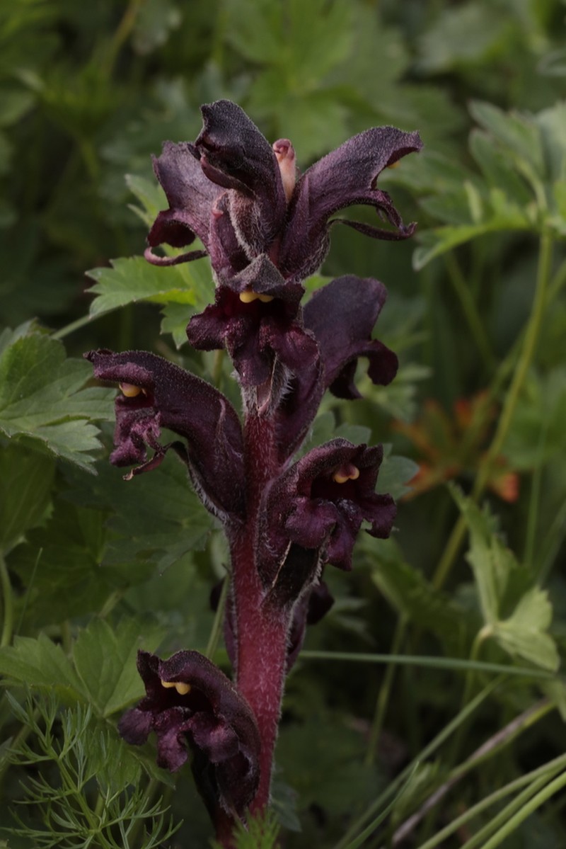 Orobanche gamosepala photo 4