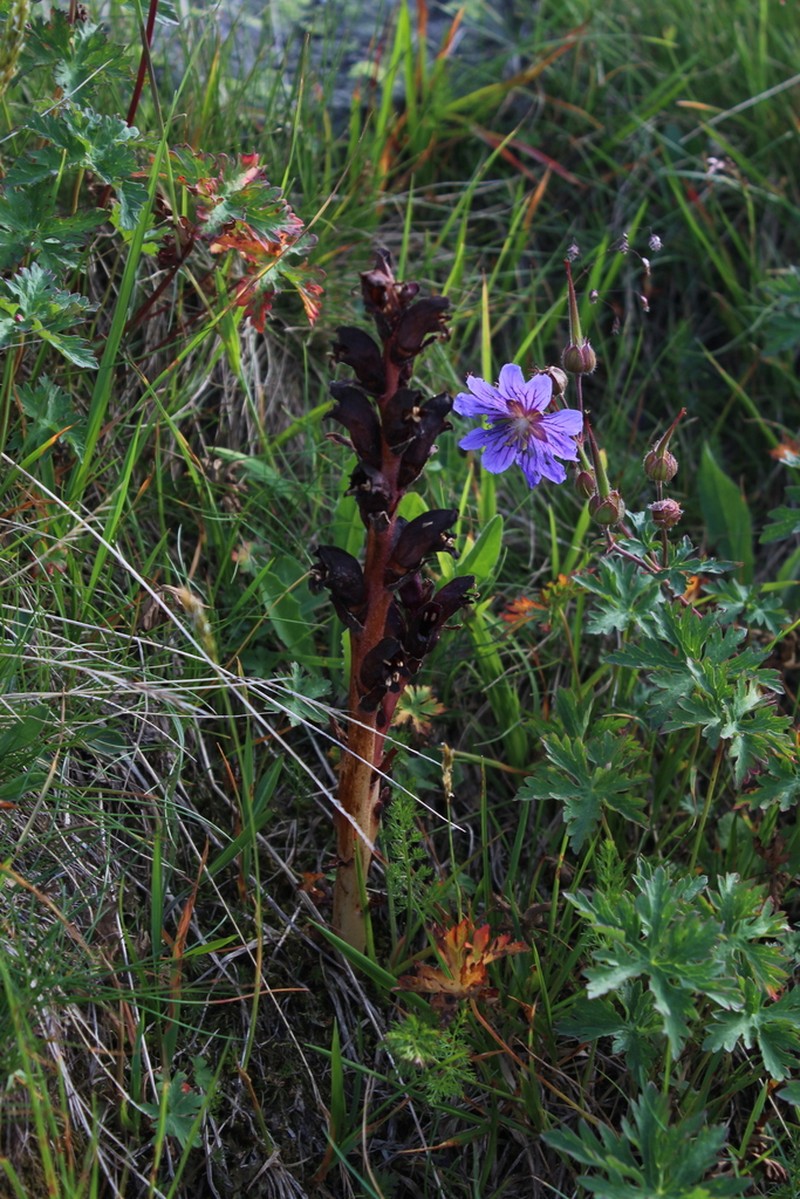 Orobanche gamosepala photo 5