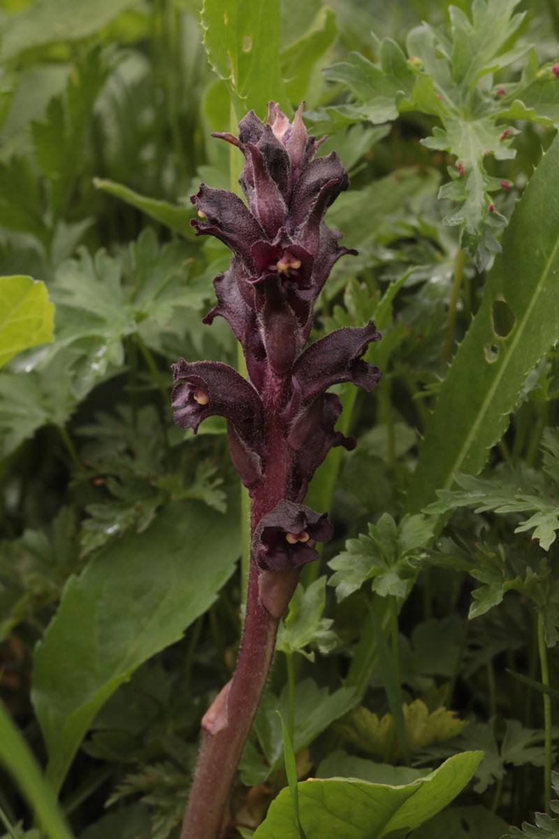 Orobanche gamosepala photo 6