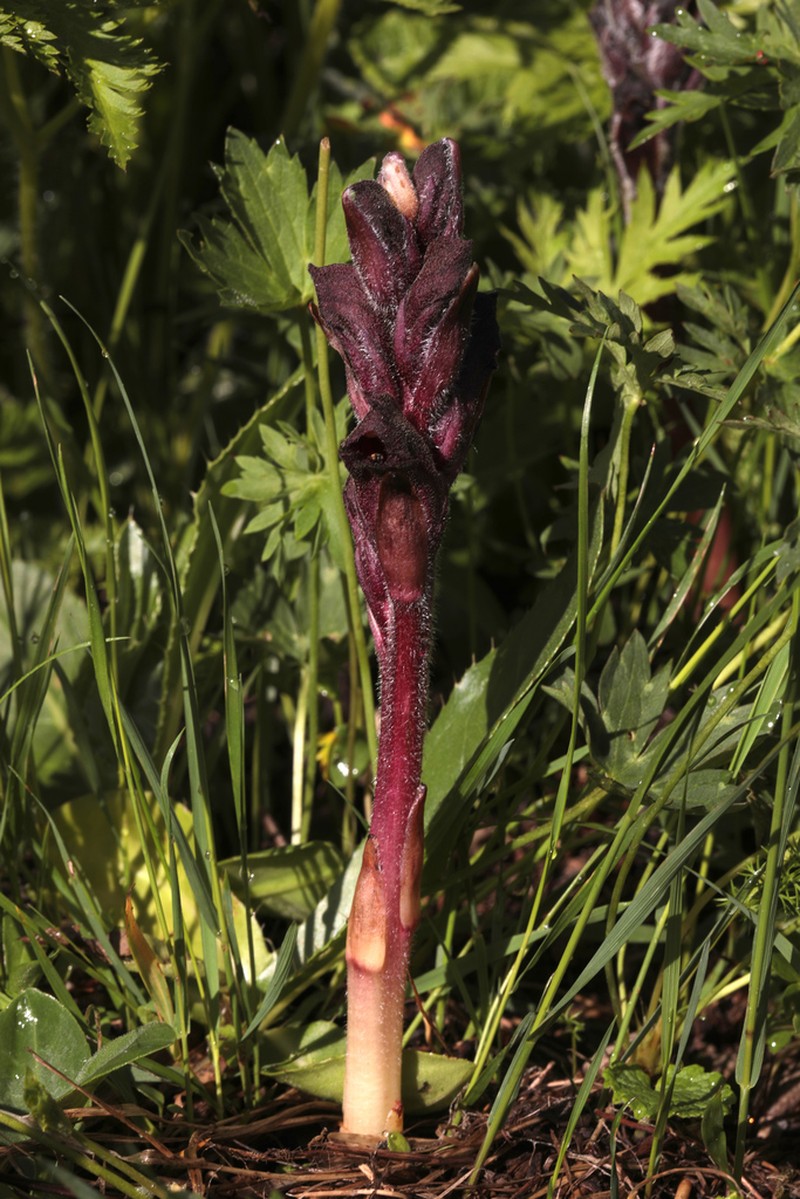 Orobanche gamosepala photo 7