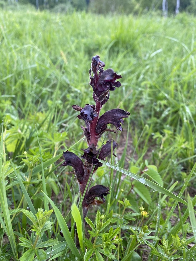Orobanche gamosepala photo 8