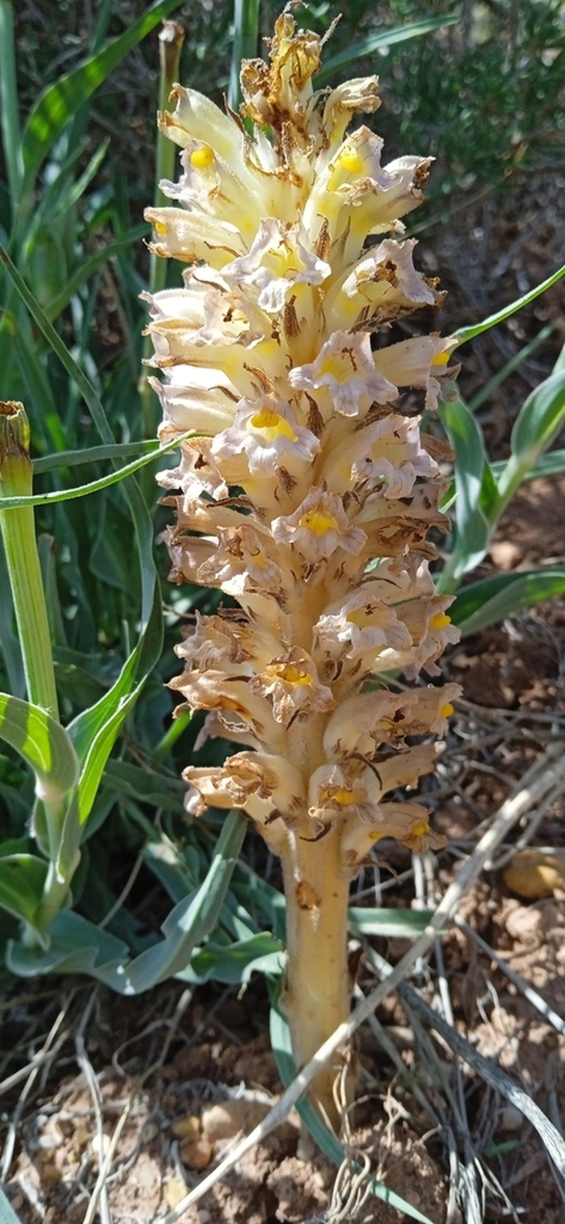Orobanche gigantea