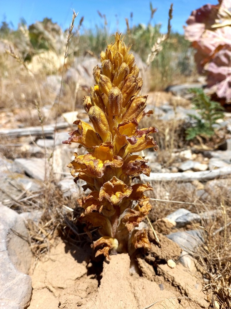 Orobanche gigantea photo 2
