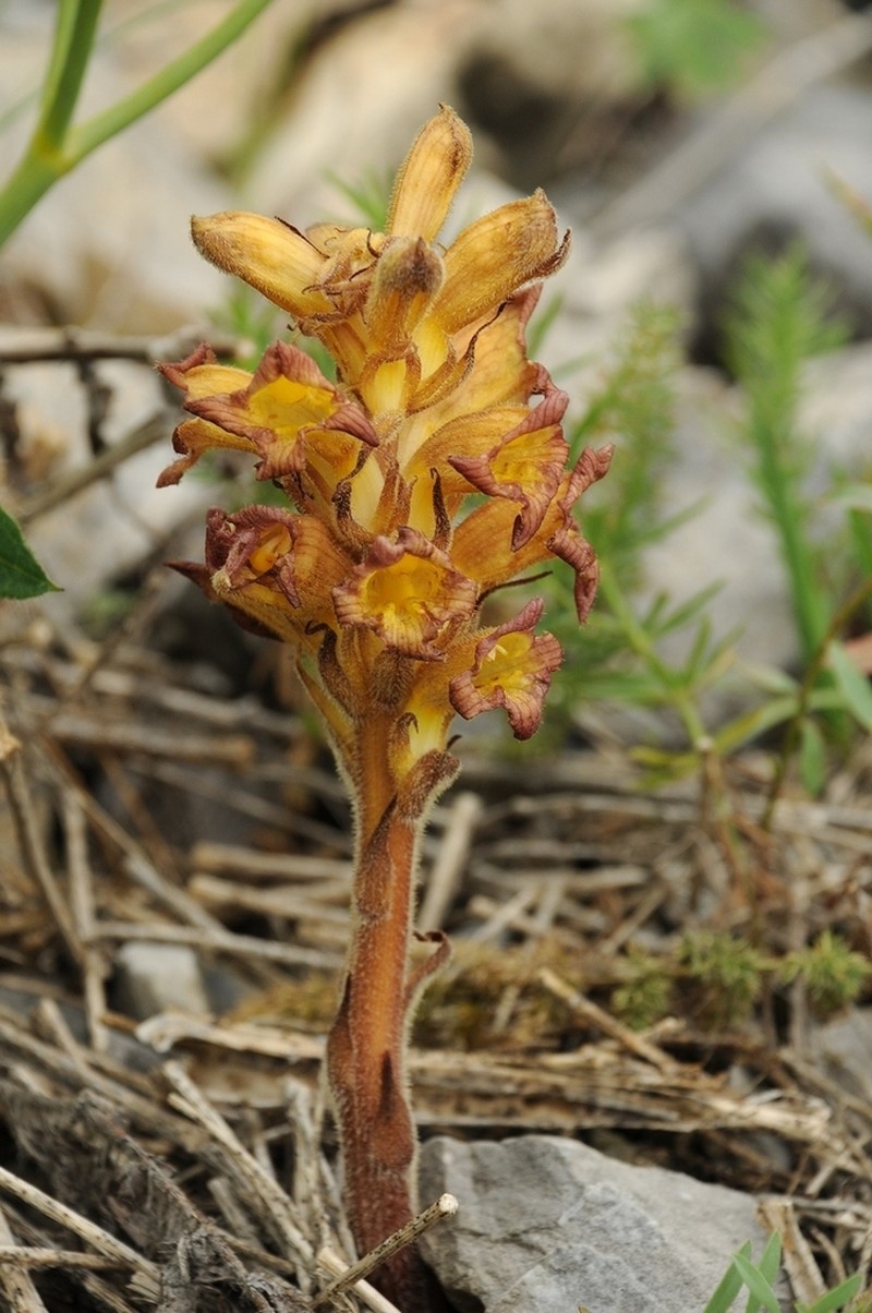 Orobanche gigantea photo 3