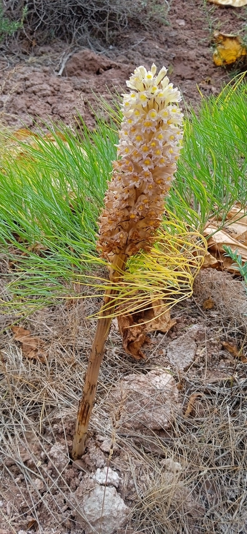 Orobanche gigantea photo 4