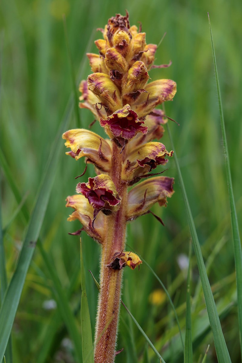 Orobanche gracilis