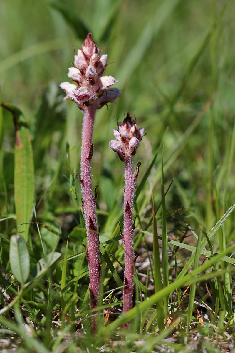 Orobanche gracilis photo 2
