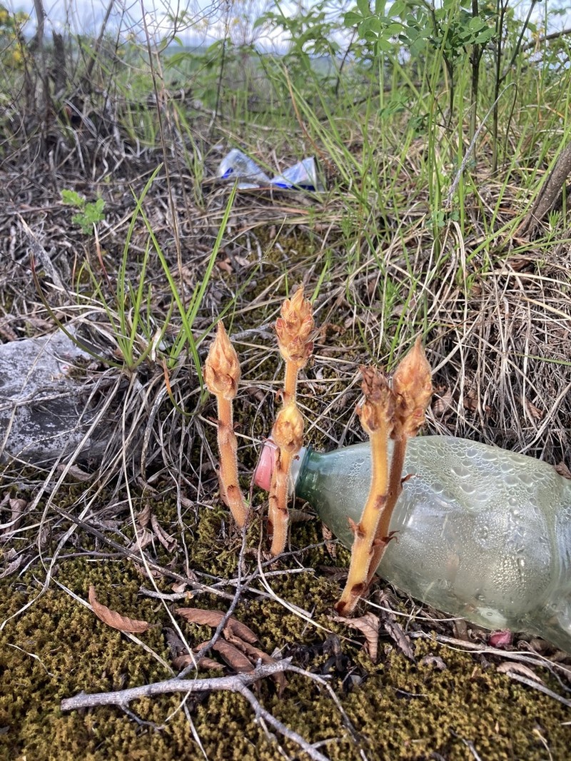 Orobanche gracilis photo 3