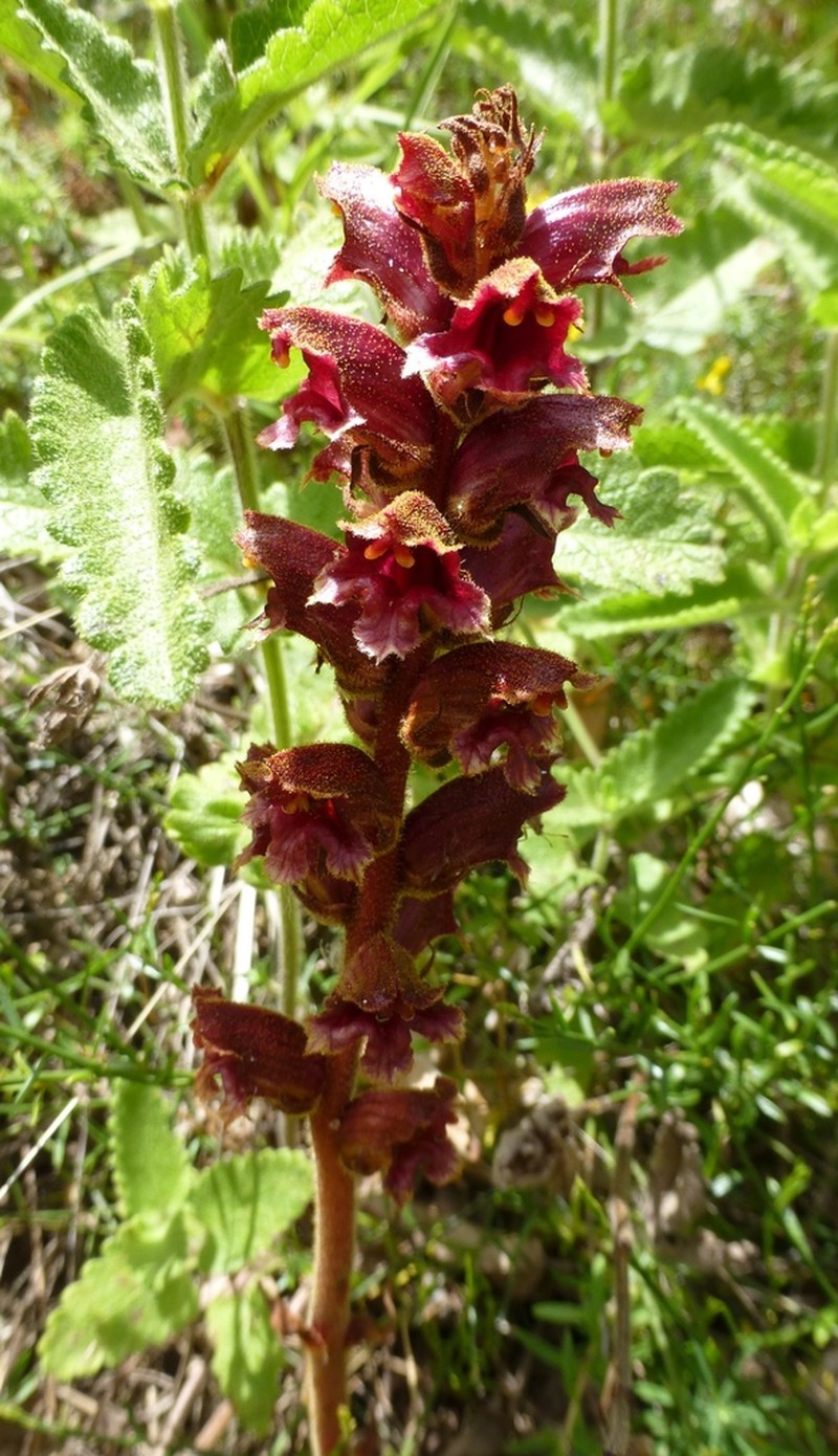 Orobanche gracilis photo 4