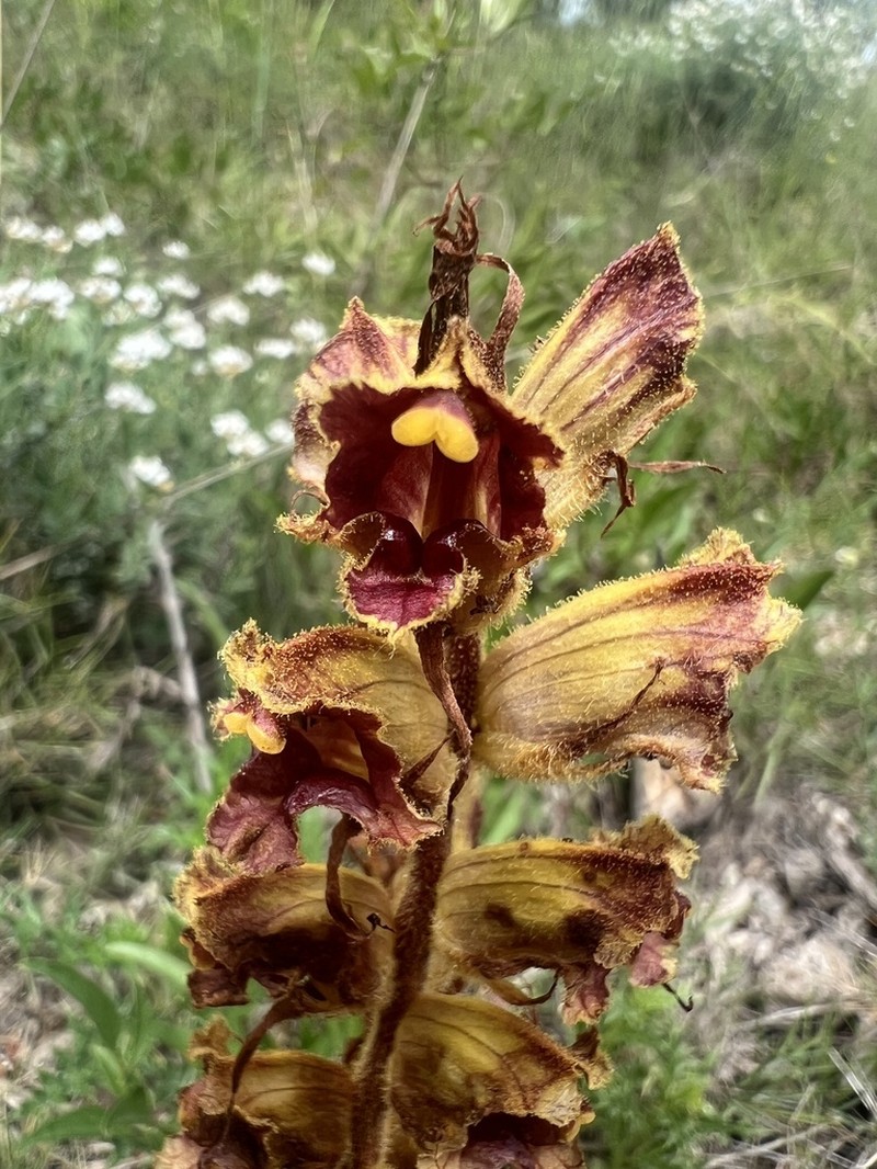 Orobanche gracilis photo 5