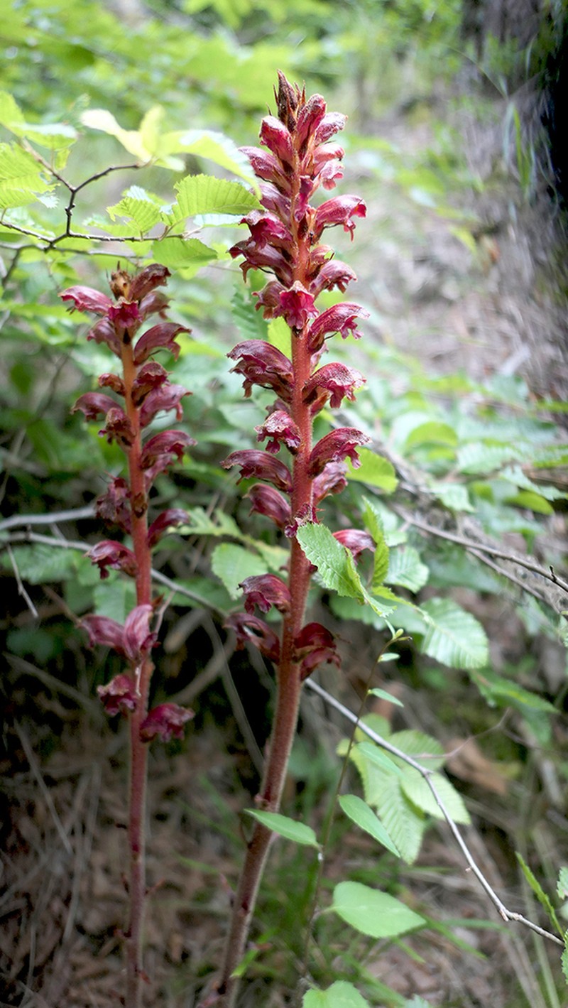 Orobanche gracilis photo 6