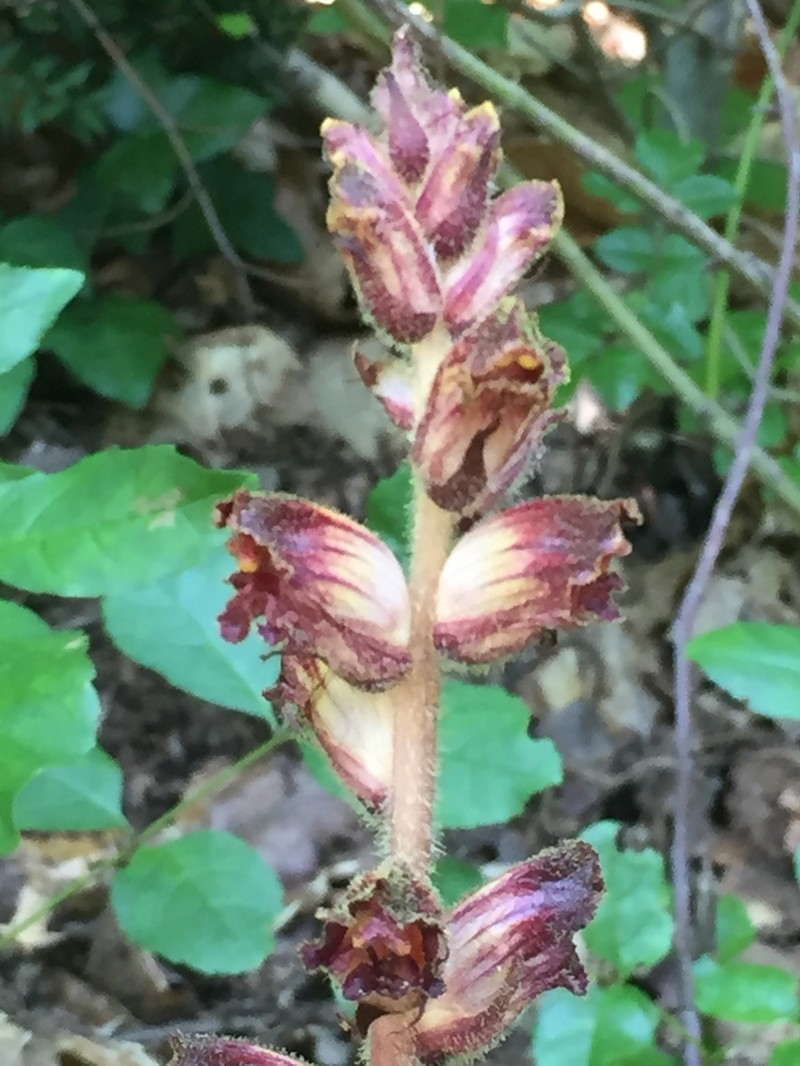 Orobanche gracilis photo 7