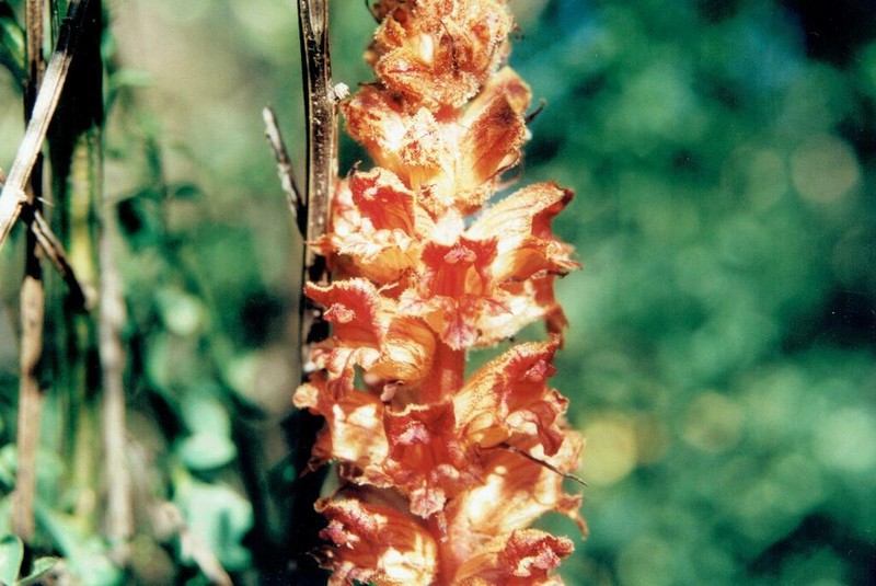 Orobanche gracilis photo 8