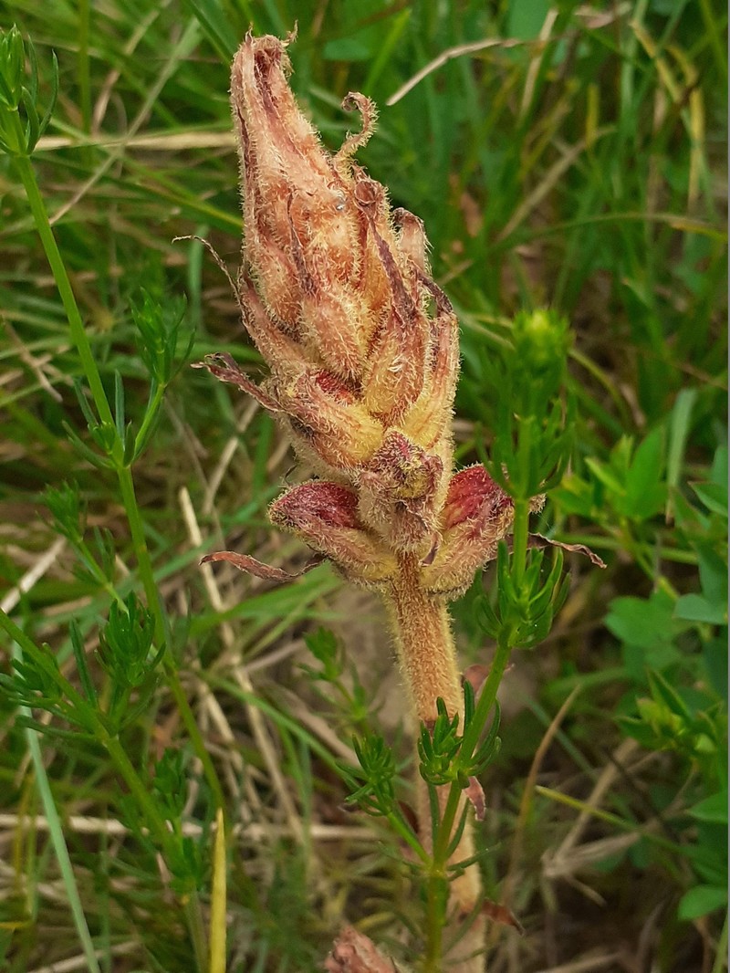 Orobanche gracilis subsp. gracilis