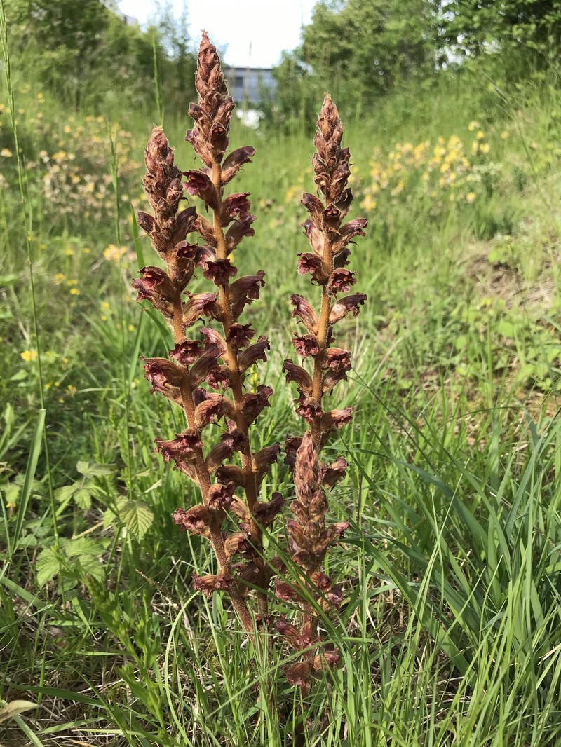 Orobanche gracilis subsp. gracilis photo 2