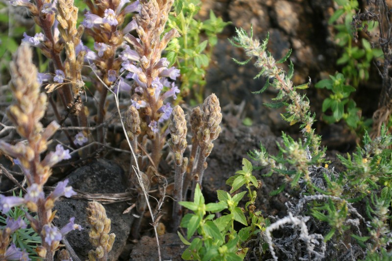 Orobanche gratiosa
