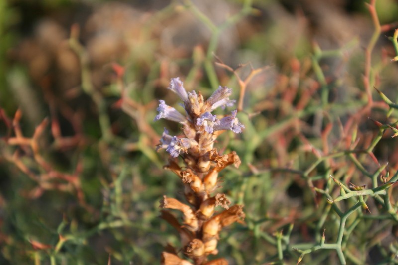 Orobanche gratiosa photo 2