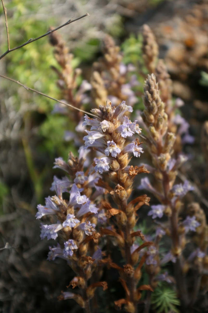 Orobanche gratiosa photo 3