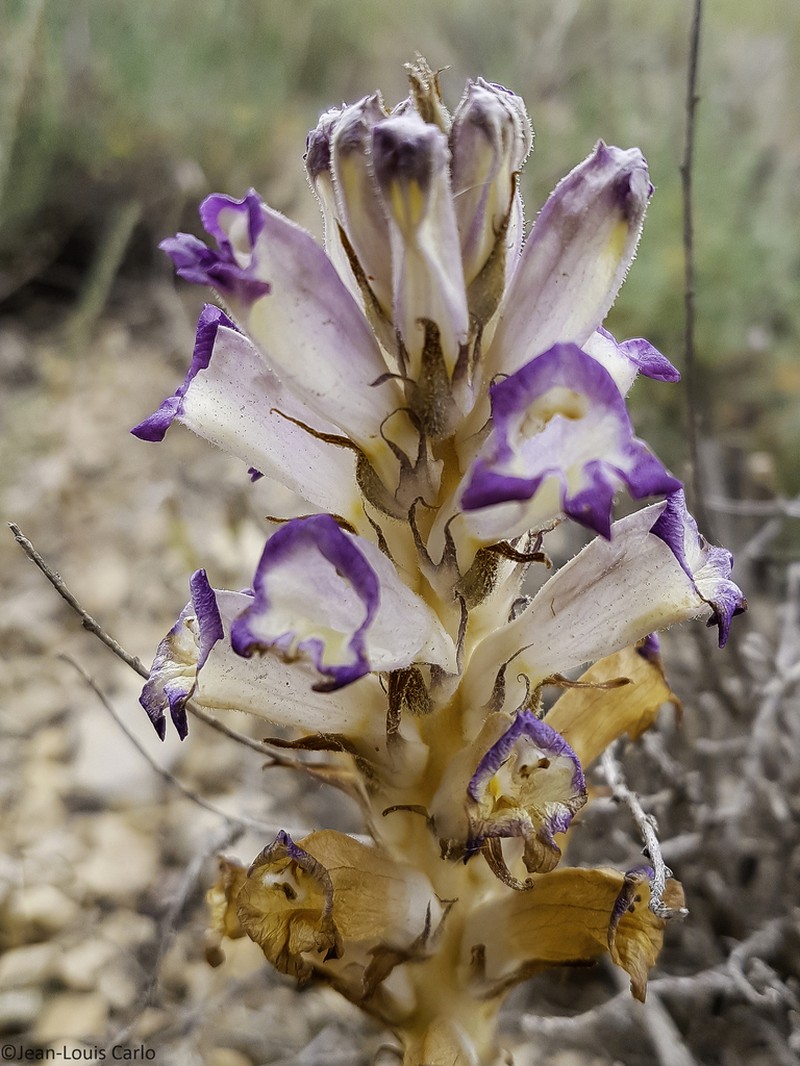 Orobanche grenieri