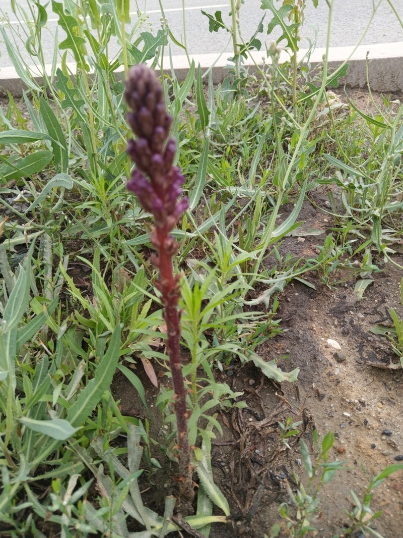 Orobanche grenieri photo 2
