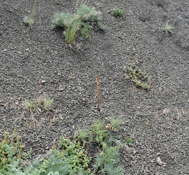 Orobanche grenieri photo 3