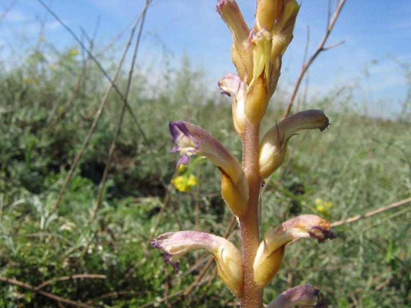 Orobanche grenieri photo 4