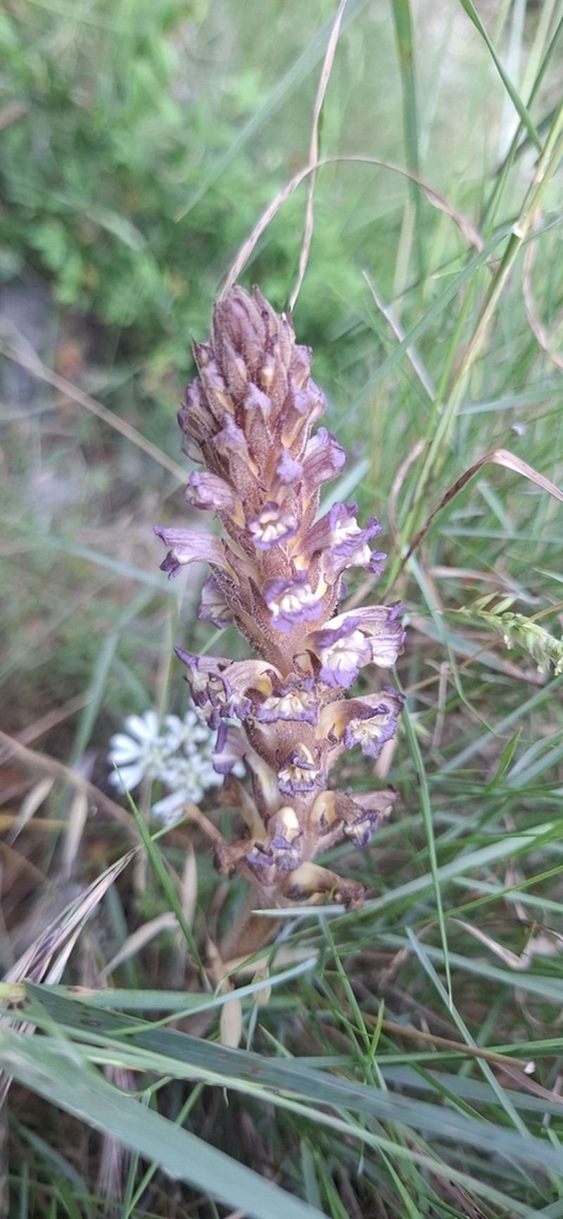 Orobanche grenieri photo 5