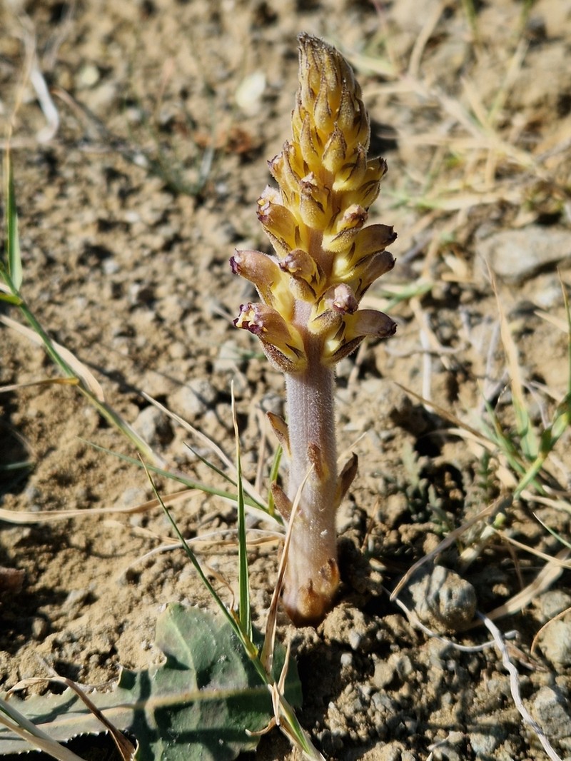 Orobanche grenieri photo 6