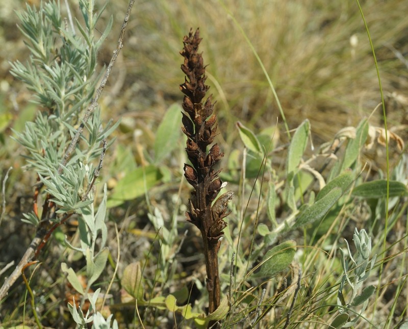 Orobanche grenieri photo 7
