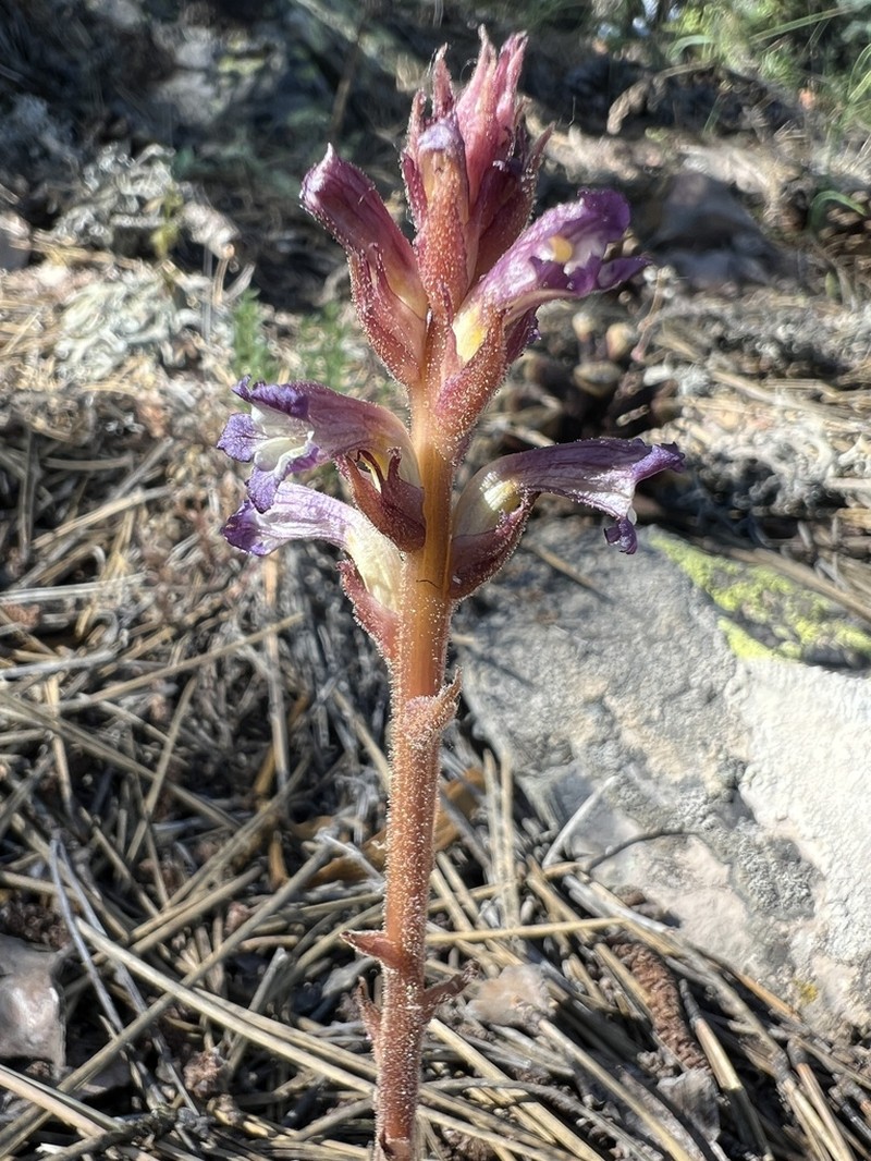Orobanche grenieri photo 8