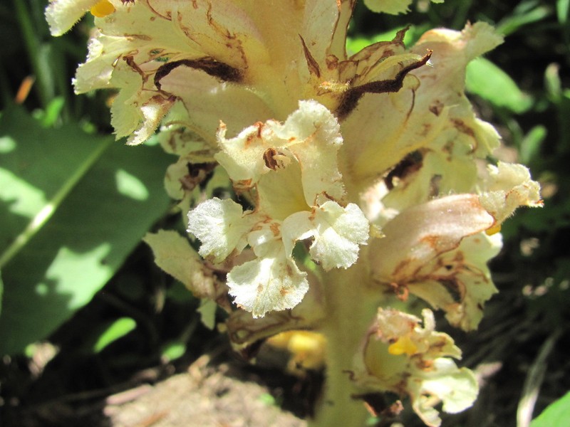 Orobanche grossheimii photo 2