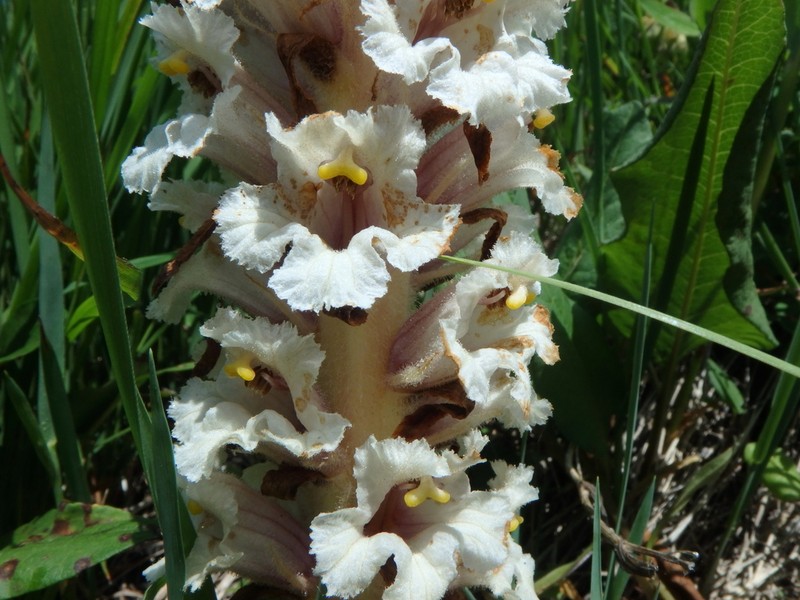 Orobanche grossheimii photo 3