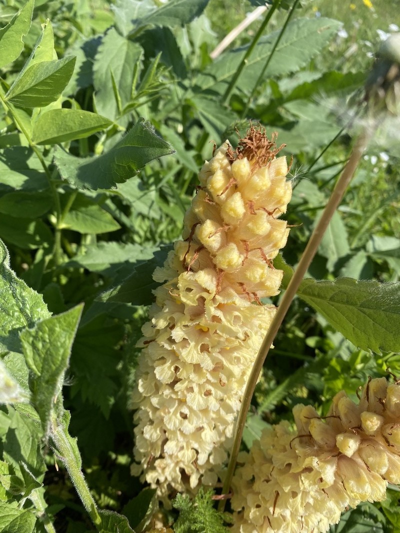 Orobanche grossheimii photo 4