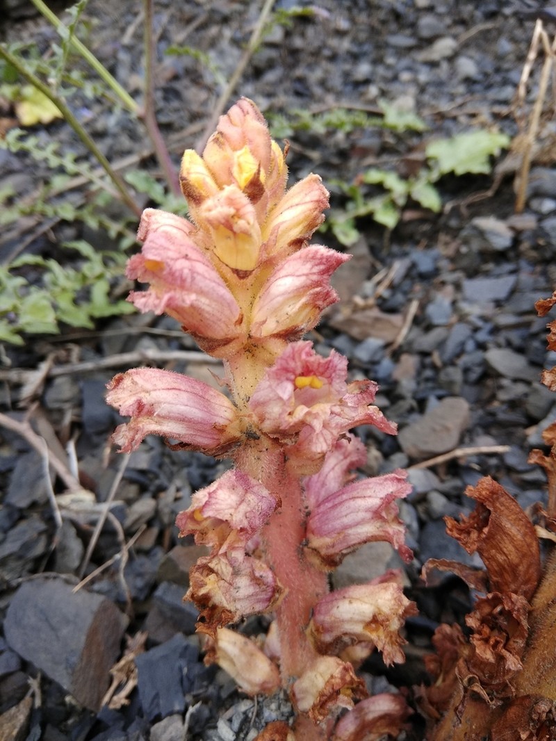 Orobanche grossheimii photo 5