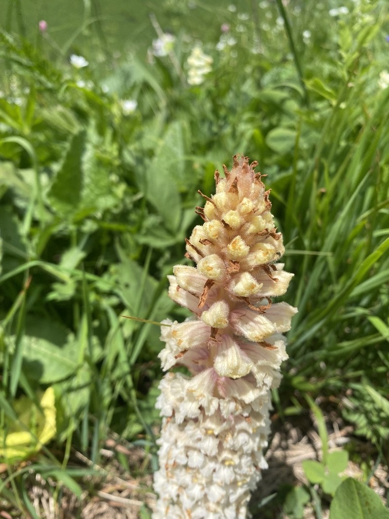 Orobanche grossheimii photo 6