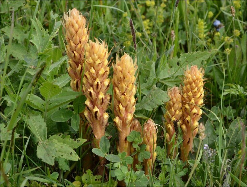 Orobanche grossheimii photo 7