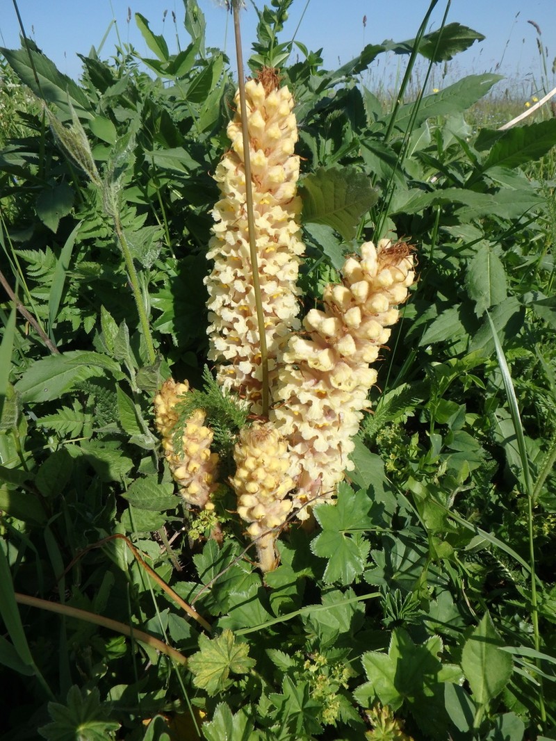 Orobanche grossheimii photo 8