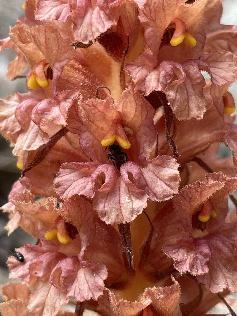 Orobanche haenseleri
