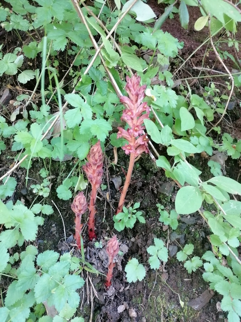 Orobanche haenseleri photo 2