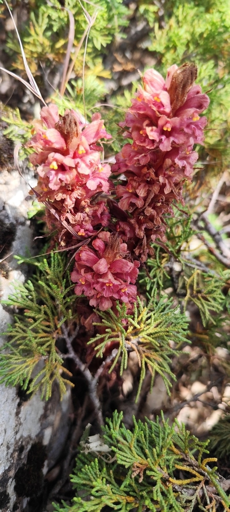 Orobanche haenseleri photo 3
