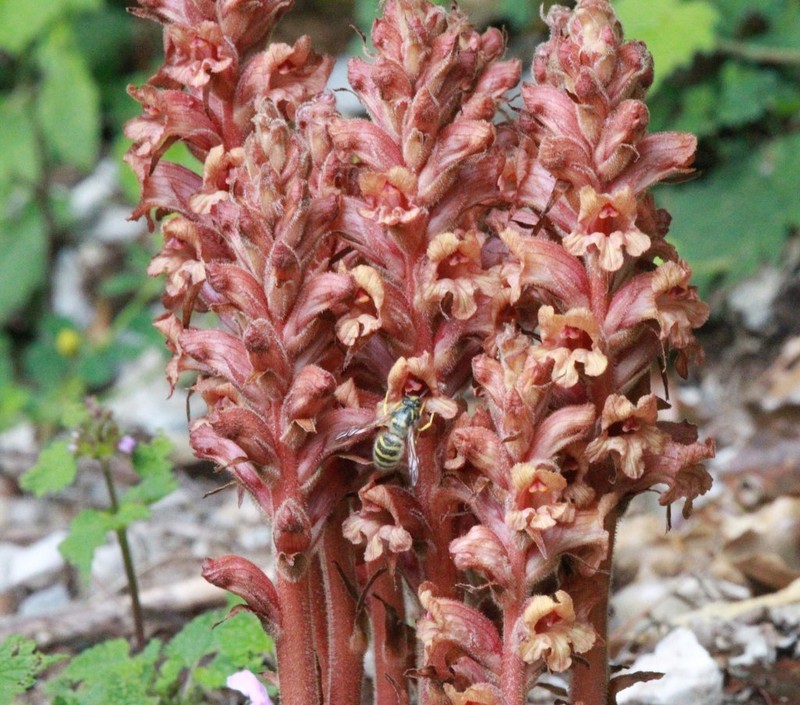 Orobanche haenseleri photo 4