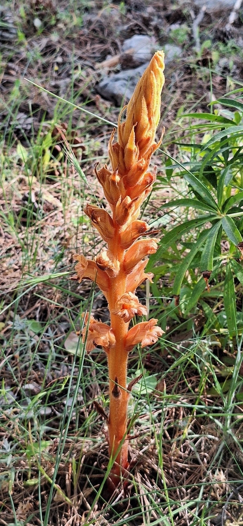Orobanche haenseleri photo 5
