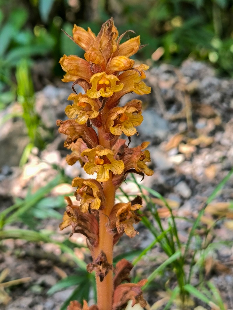 Orobanche haenseleri photo 6