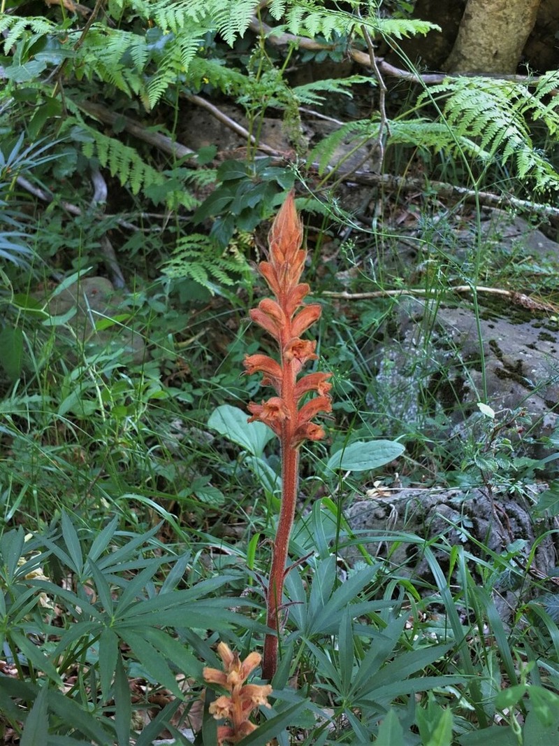 Orobanche haenseleri photo 7