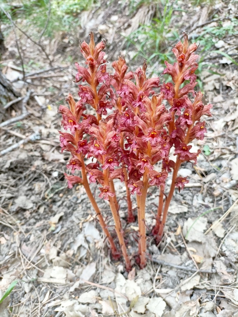 Orobanche haenseleri photo 8