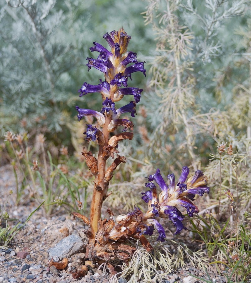 Orobanche hansii
