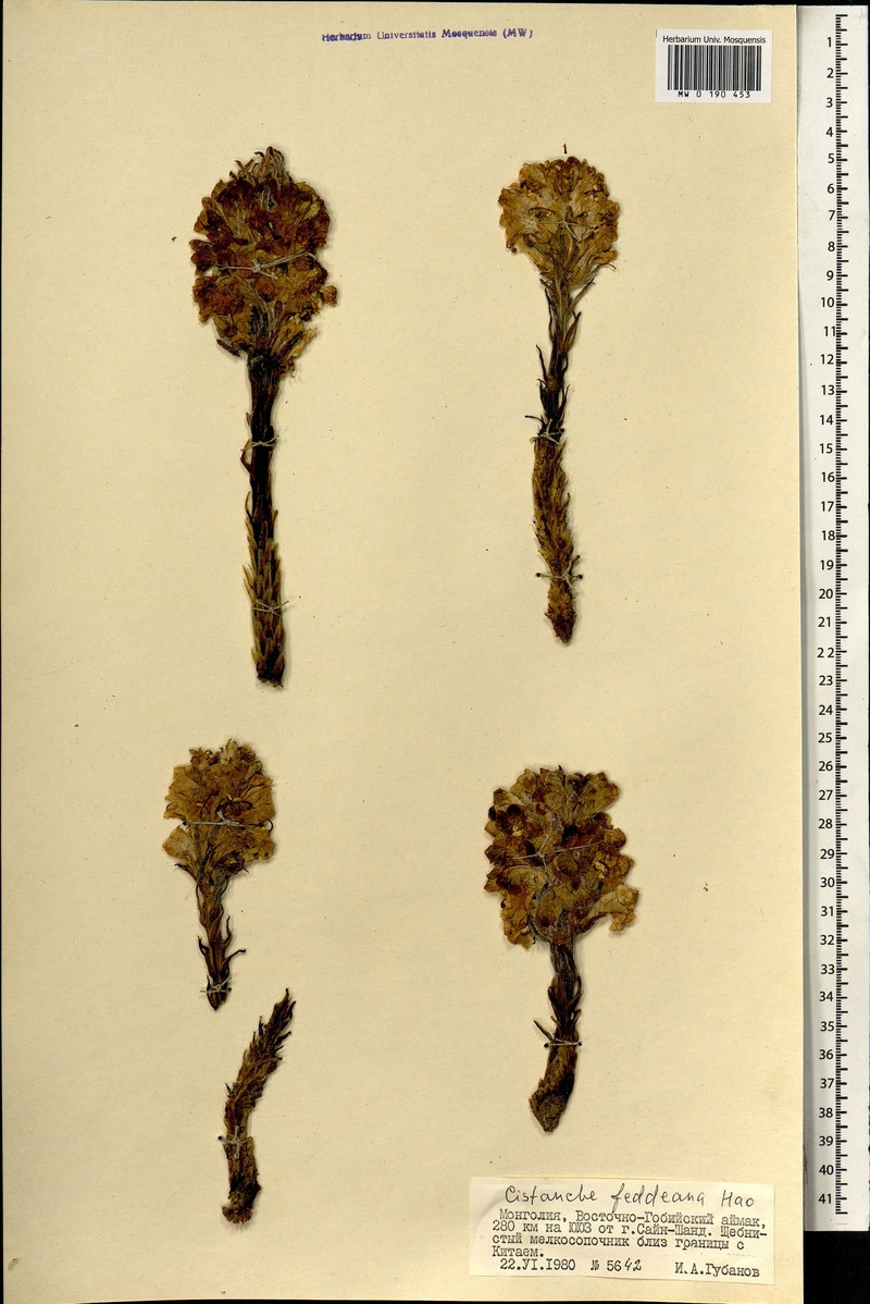 Orobanche hansii photo 2