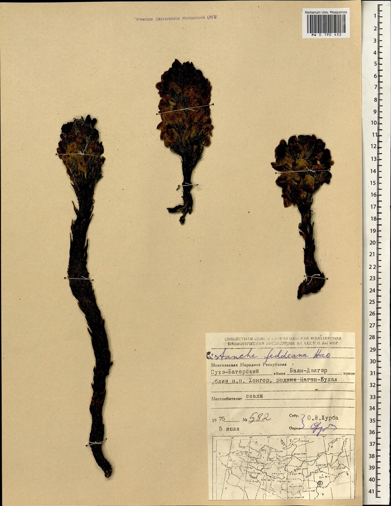 Orobanche hansii photo 3
