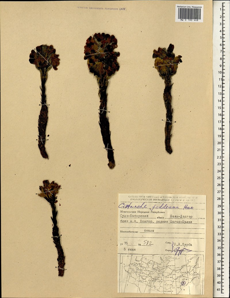 Orobanche hansii photo 4