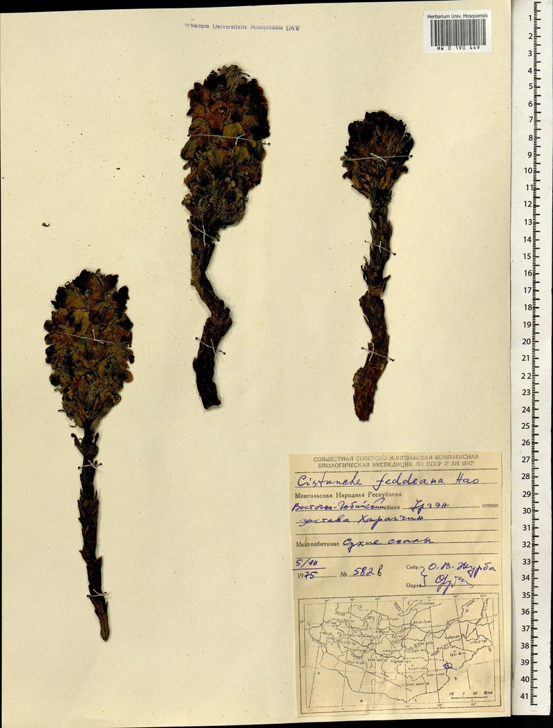 Orobanche hansii photo 5